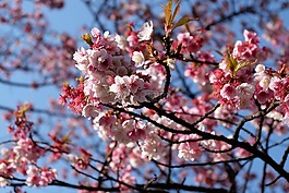 櫻花,櫻桃,blossum