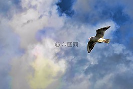 鳥,云,飛行
