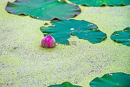 工程院,蓮花,荷葉