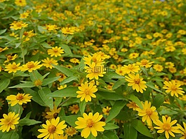 鮮花,黃色,綠色