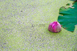 工程院,蓮花,荷葉