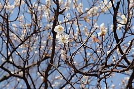 梅花,花,東京