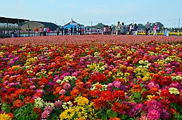 中興嶺,臭菊,花海