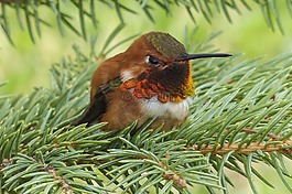 艾倫斯蜂鳥,蜂鳥,selasphorus sasin