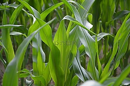 玉米殼,農(nóng)業(yè),綠色