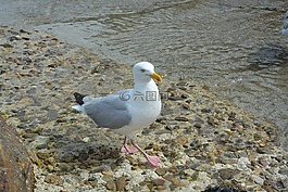海鷗,海灘,市場