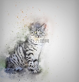貓,寵物,白