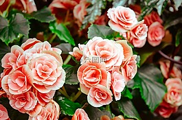 玫瑰,花,葉