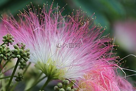 花,開花,紅色