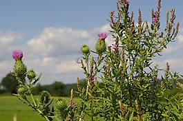 蓟,紫色,鲜花
