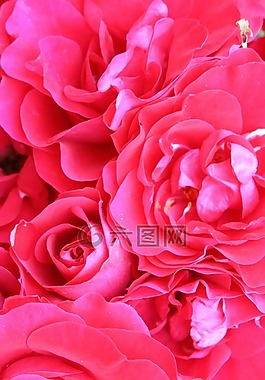 玫瑰,花,紅玫瑰