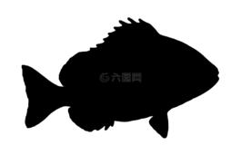 魚,羊頭,側影