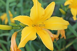 百合,花,黃色