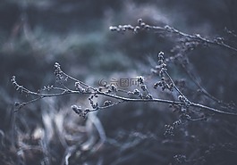 枝杈,特寫,植物區(qū)系