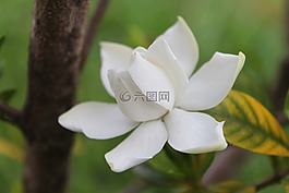 栀子,花,白