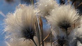 草棉,廠,沼澤