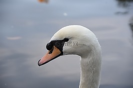 天鵝,白天鵝,動物