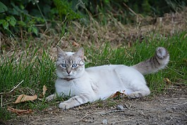 貓,休息,國內(nèi)動物