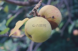 蘋(píng)果,水果,樹(shù)
