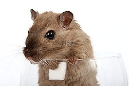 動物,有吸引力,美麗
