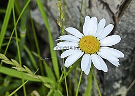 雛菊,花,瑪格麗特 ·