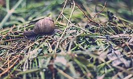 草,特寫,軟體動物