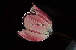 郁金香,花,粉红色