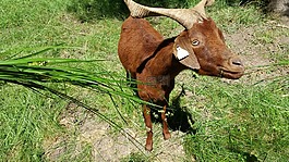 山羊,動(dòng)物,養(yǎng)殖