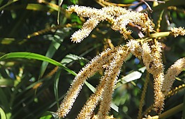 花序,椰子树,椰子花