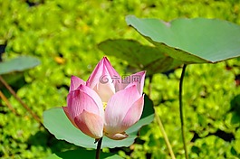 花,蓮花,水生植物