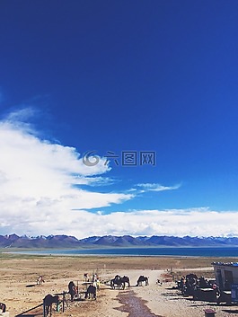 牧場(chǎng),馬匹,天空