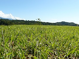 草,谷,蔬菜