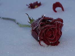玫瑰,花,紅