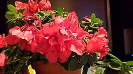 映山紅,紅色,鮮花