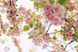 開(kāi)花,枝杈,光明