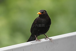 鸟,黑鸟,鸣鸟