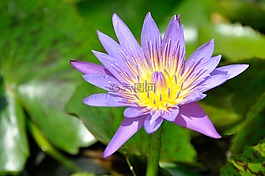 水生植物,菡,蓮花