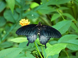 蝴蝶,bug,花卉
