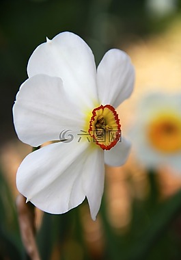 復(fù)活節(jié),花,春天