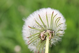 蒲公英,野花,性質