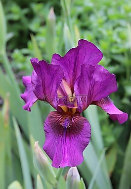 虹膜,紫,開花