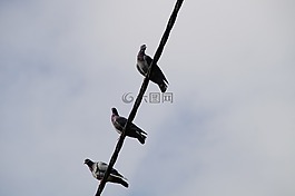 鴿子,電源線,坐