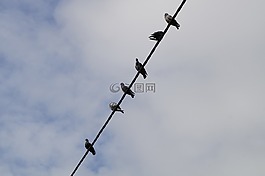 鴿子,電源線,坐