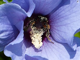 花,芙蓉,開花