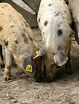 豬,動物,小豬
