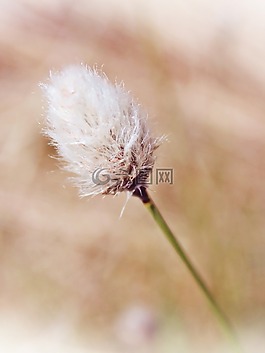 cottongrass,厂,蓬松