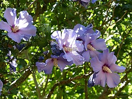 錦葵,鮮花,holyhook