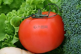 食欲,西蘭花,卡路里