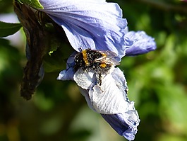 赫梅爾,芙蓉,開(kāi)花