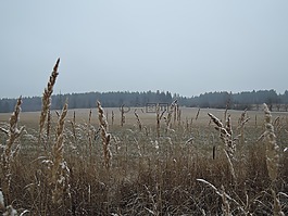冬天,雪,暗淡
